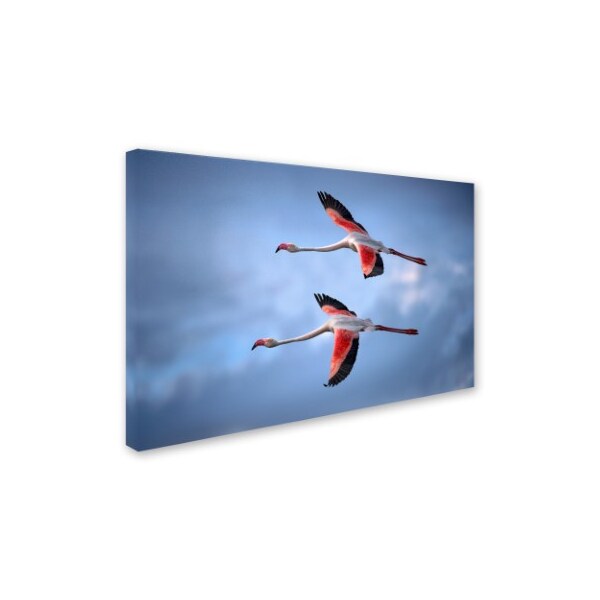 Xavier Ortega 'Greater Flamingos' Canvas Art,12x19